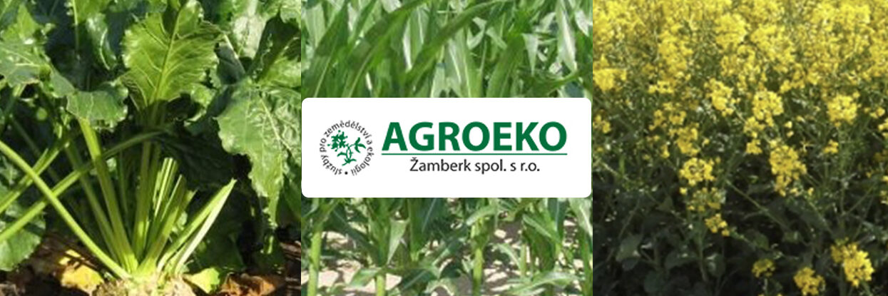 repka-kukurica-cukrova-repa-azoter