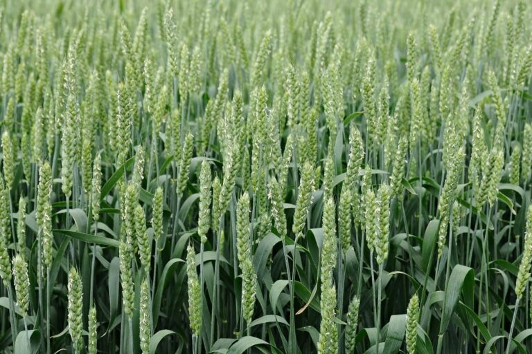 pŠenica ozimná azoter