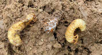 BÖVI, účinný boj s pôdnymi škodcami